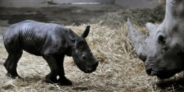 Cute Science - White Rhino Baby Born Using Artificial Insemination And Frozen Sperm For The First Time