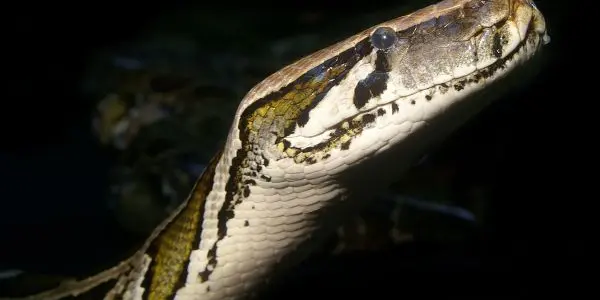 Giant Pythons Take Over The World