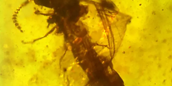 How Is A Protist Like A Flying Pig? Mutualism