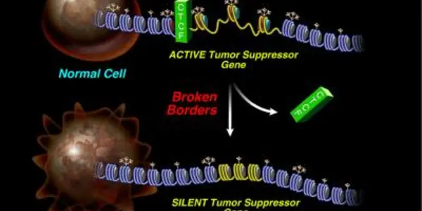 When It Comes To Genomes, Good Fences Make Good Neighbors