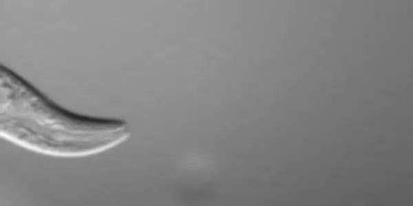 Nematode Worm C. Elegans Muscles Improve During Spaceflight