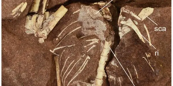 Caiuajara Dobruskii: 47 Ancient Flying Reptiles Of New Species Discovered