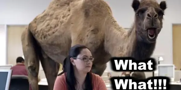 Ruminate On This: Camels Emit Less Methane Than Cows Or Sheep