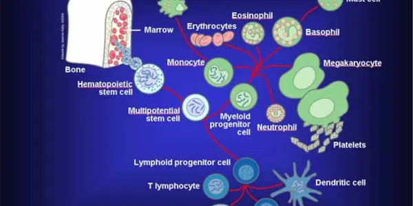 Immune System And Iron - What Is Going On?