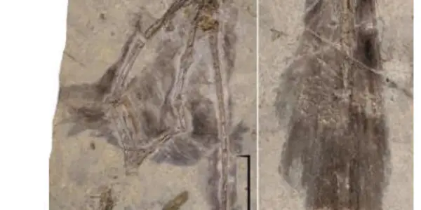 Four-Winged Fossil Sheds Light On Dinosaur Flight