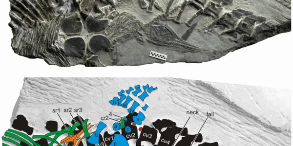 Fossilized While Giving Birth? Ancient Reptile Preserved During Labor