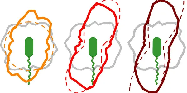 Bacteria Go With The Flow - To Stick Around