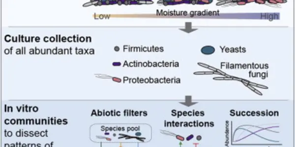 The Three Important Bacteria And Fungi Living On Your Cheese
