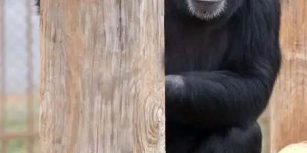 Chimps Prefer African Music To The Western Kind