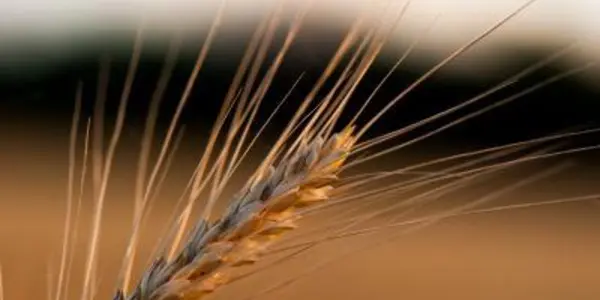 Draft Of The Wheat Genome Completed