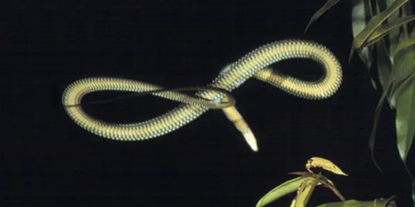 Snakes Are A Plane? The Physics Of Snakes That Fly