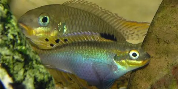 More Mates: Expression Of Female Ornaments In Evolution