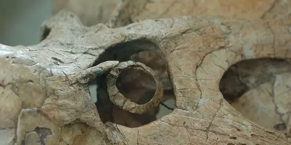 Some Dinosaurs Were Nocturnal
