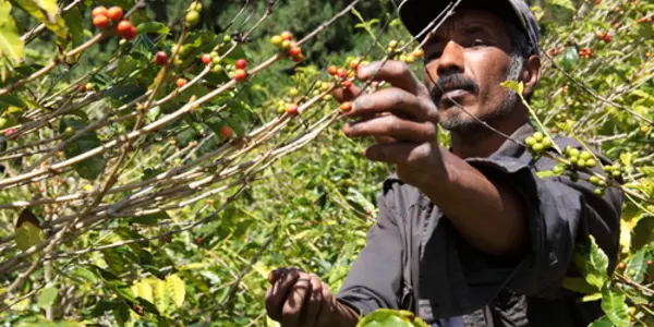 Farm Schism: Can You Be Successful And Still Be Called Fair Trade?
