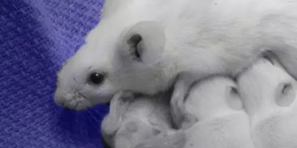 Scientists Discover Why Suffocation Causes Fear (in Mice)