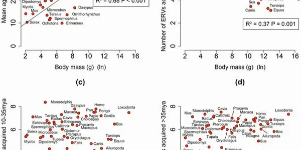 Cancer's 'Footprint' On Human Evolution