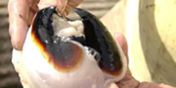 If You Enjoy French Perfume, You Are Indebted To A Dead Squid