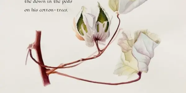 The Illuminated Origin of Species