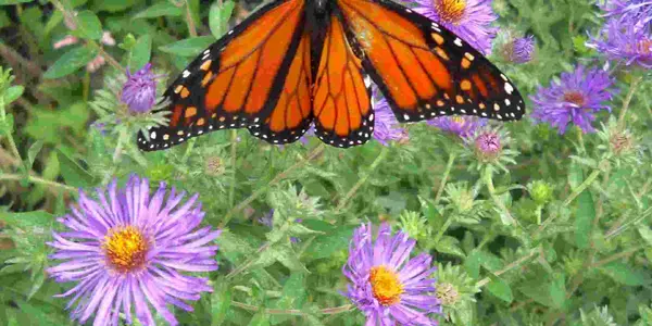 Monarch Butterflies On Purple Asters