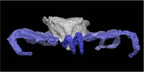 Cryptomartus Hindi - 300 Million Year Old Spider Ancestor Gets Imaged For First Time