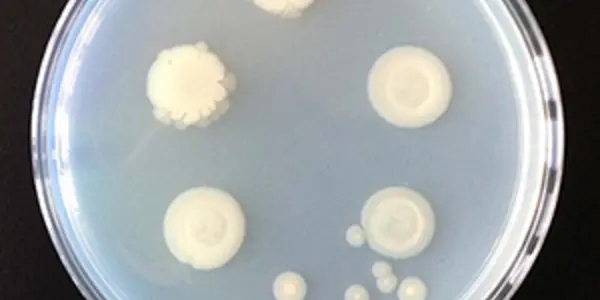Dictyostelium Discoideum: World's Smallest Farmer Gets Cloned And Reveals A Key Mutation