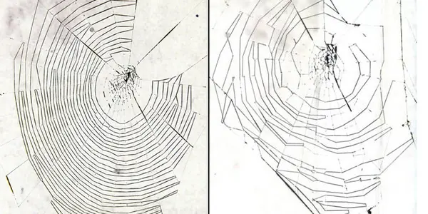 Spider News: Messy Webs and Tarantula Hearts