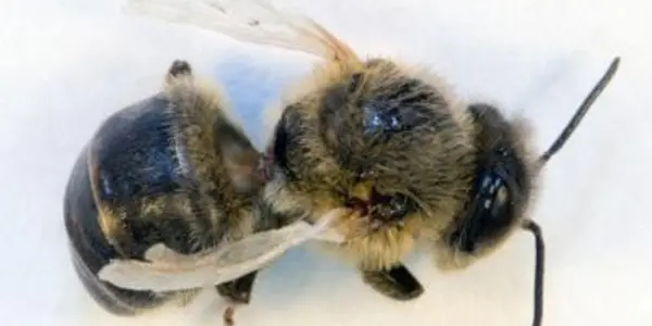 Worried About Bees? Blame Blood-Sucking Parasites