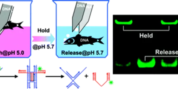 Bioengineering Wonder - DNA 'Tweezers'