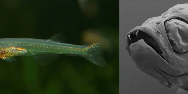 Bomber Worms And Far Out Frogfish: Top Ten New Species For 2009