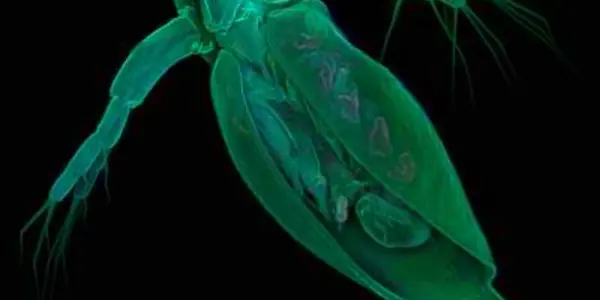 Daphnia Pulex - More Genes Don't Make You Better But They May Help The Environment