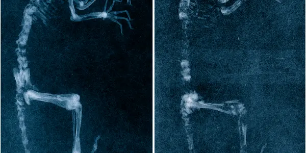 Missing Link?  Darwinius Masillae Transitional Fossil Has Human-Like Nails And Opposable Big Toes