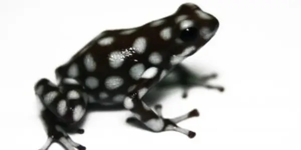Amazon Frogs Hopped Down From The Mountains 10 Million Years Ago