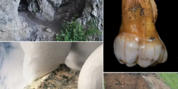 Altitude Adaptation Of Tibetans Might Be From Extinct Denisovans