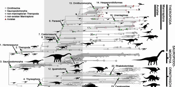 Evolving By Shrinking: How Dinosaurs Became Birds