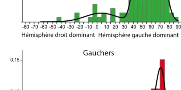 A Dominant Brain Hemisphere For Handedness - And Language