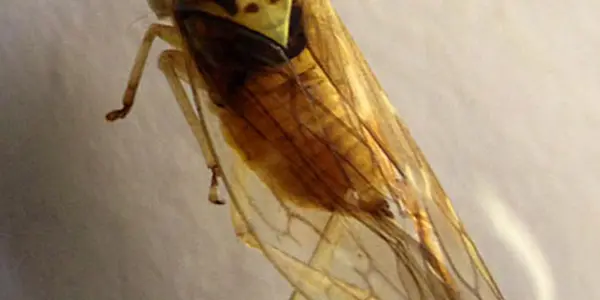 Bug Dracula