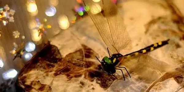 Dragonflies: Giants of the Past
