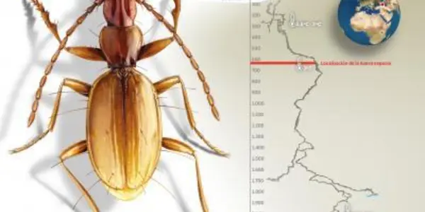Duvalius Abyssimus: A New Species Of Beetle In The World's Deepest Cave
