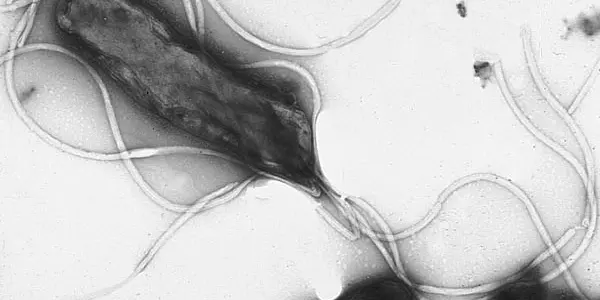 Helicobacter Pylori