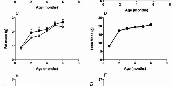 DDT Linked To Obesity In Female Mice Long After Exposure