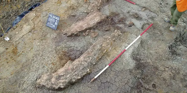 Before Neanderthals, Early Modern Humans Took Down A Giant Elephant In England