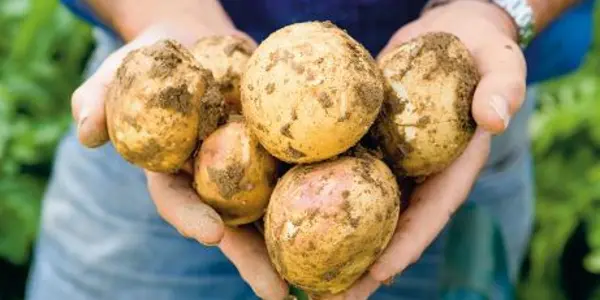 Science Can Save Crops, Forests And Endangered Animals By Doing This One Thing