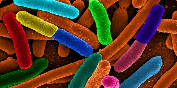 Need A Helping Hand? Just Infect A Stranger With A Cooperative Gene