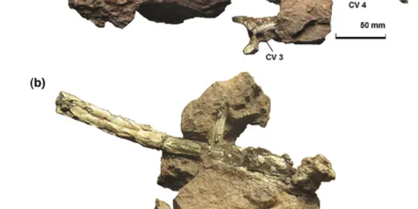 Eurazhdarcho Langendorfensis: New Extinct Flying Reptile Identified