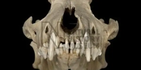 What Happened To The Falkland Islands Wolf?