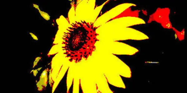Posttraumatic Growth: Addiction as an Opportunity for Positive Change