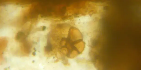 100 Million Year Old Marine Plankton Found In Amber