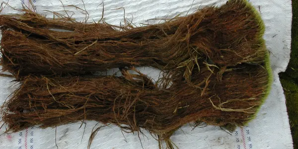 FrankenMoss Comes Back To Life After 1,500 Years