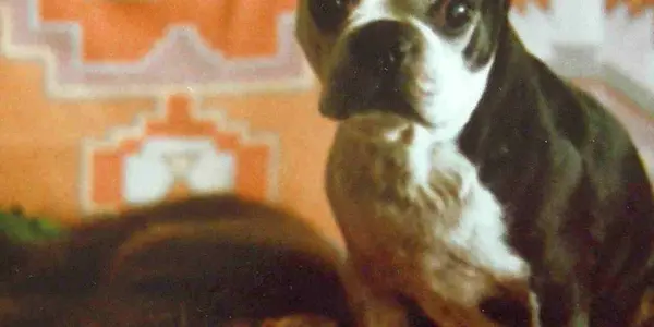 Single Drug Lethal Injection --- For Animals