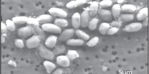 Life On Arsenic? Why Some Science Just Won’t Die - And Why It Matters For Real Discovery